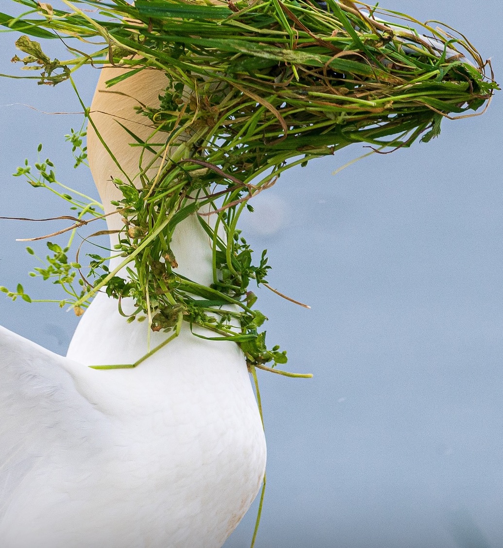 Labutí krk pokrytý zelenou riasou na modrom pozadí, prirodzené maskovanie vo voľnej prírode.