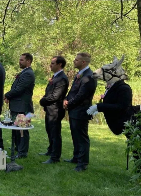 Muži v oblekoch vonku na svadbe, jeden s maskou koňa, stojaci v rade.