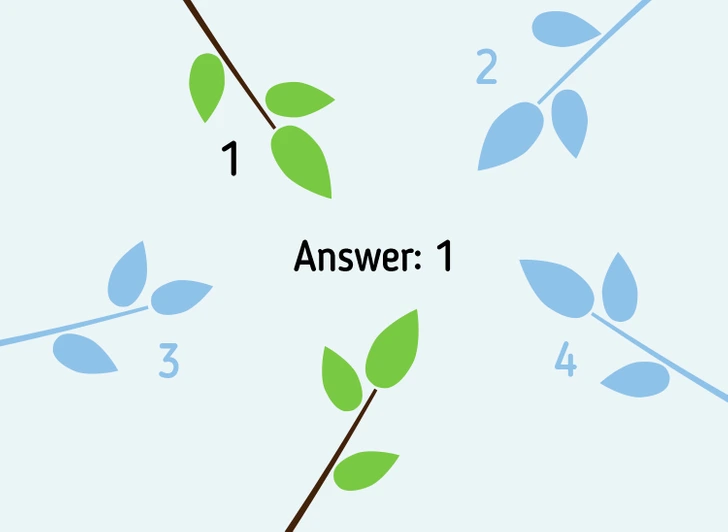 Ilustrácia s vetvami, odpoveď číslo 1 je správna. Vyznačené sú štyri vetvy, z ktorých správna je zelená s hnedým kmeňom.