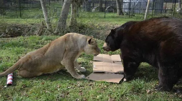 Lev a medveď skúmajú kartón v zoo.