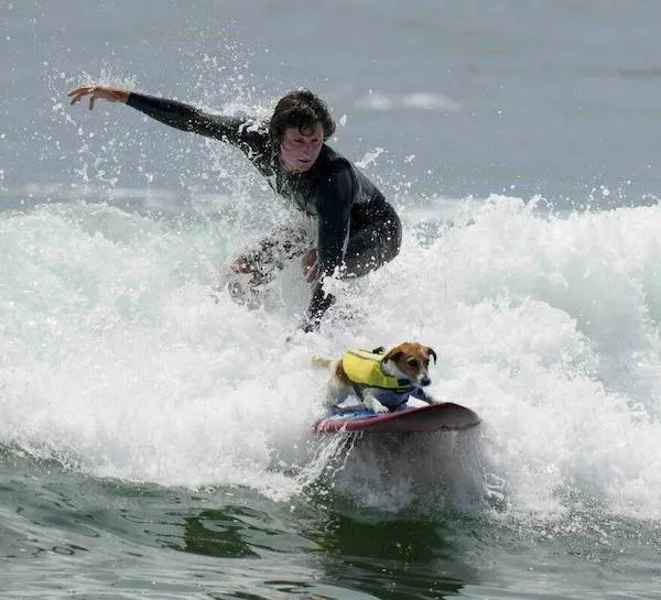 Surfér a pes na surfe jazdia na vlnách oceánu s adrenalínovým zážitkom spoločne.