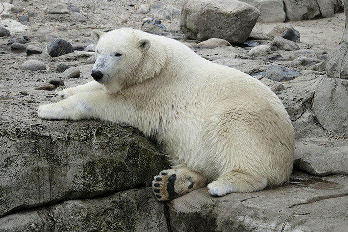 Ľadový medveď ležiaci na skale v zoologickej záhrade, obklopený kameňmi a prírodným prostredím.