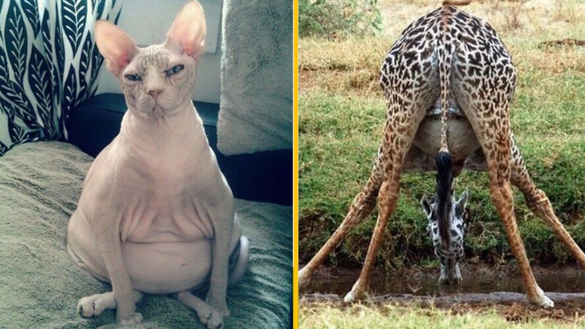 Bezsrstá mačka na gauči a žirafa pijúca vodu zo zeme, zábavná kombinácia.