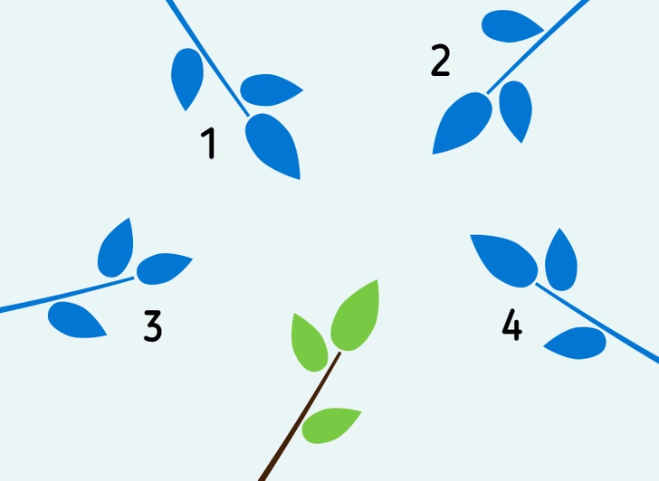Štyri modré vetvičky a jedna zelená vetvička na svetlom pozadí, očíslované od 1 do 4.