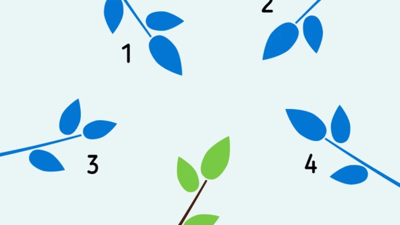 Modré a zelené listy usporiadané do štyroch skupín, očíslované od 1 do 4, na bledomodrom pozadí.