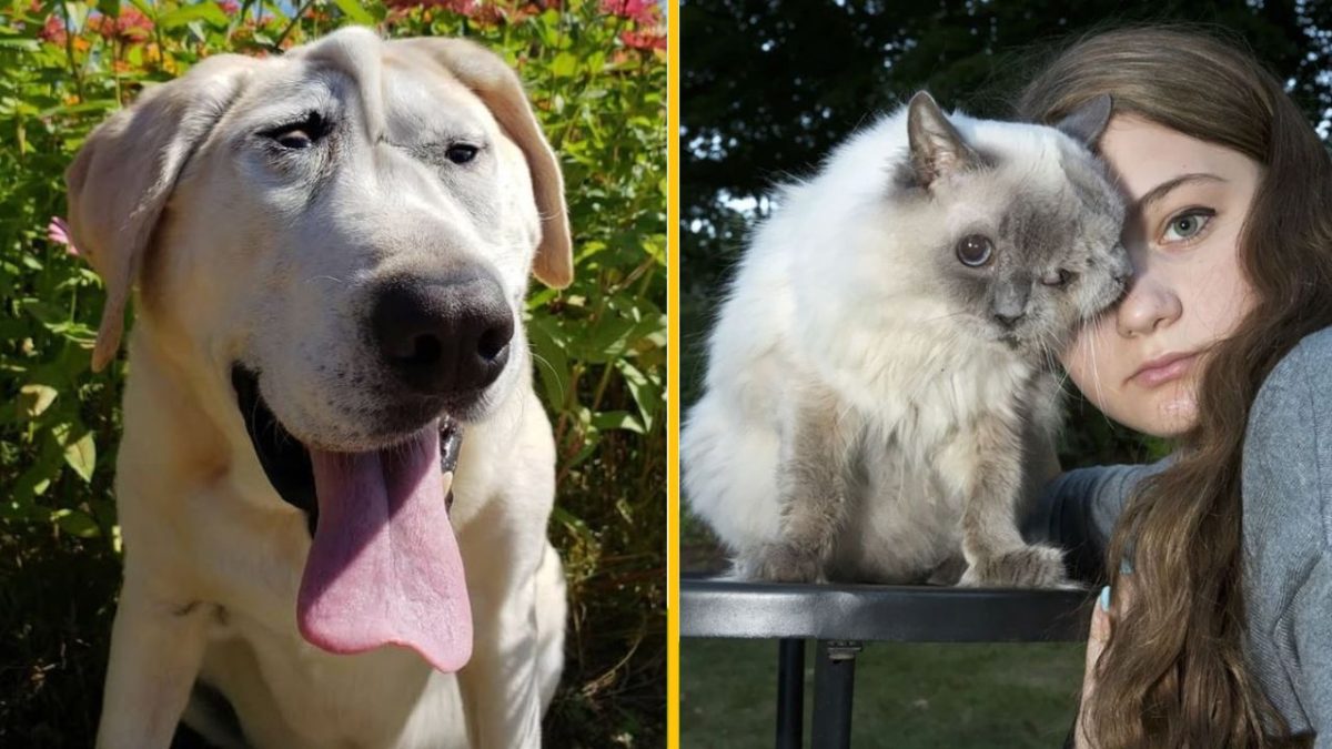 Roztomilý pes v záhrade a mačka s dievčaťom na dvore.