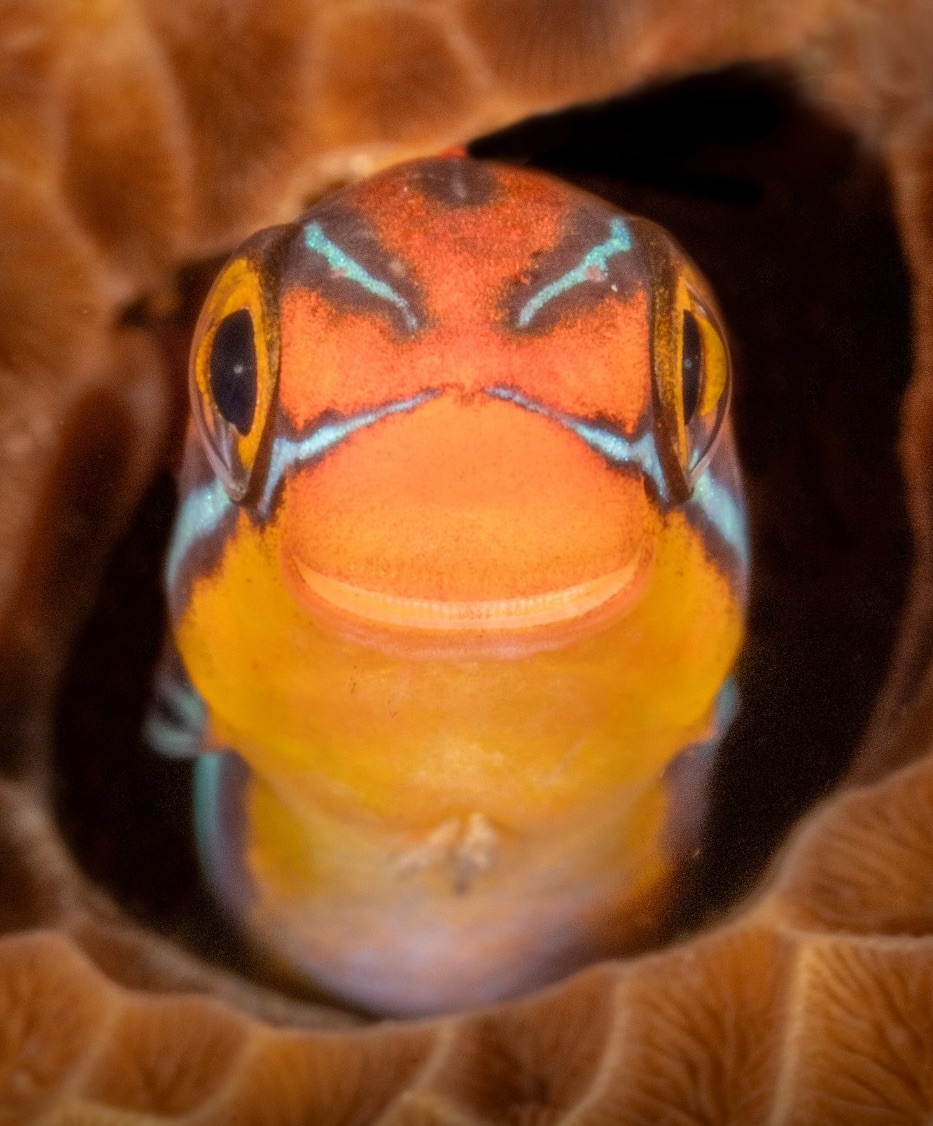 Farebná tropická ryba vykúka z koralového úkrytu, detailná fotografia tváre s výraznými oranžovými a modrými odtieňmi.