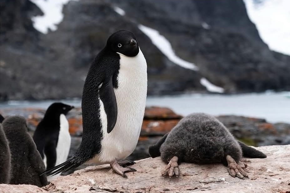 Tučniak stojí na skalnatej pláži vedľa odpočívajúceho mláďaťa, v pozadí zasnežené hory.