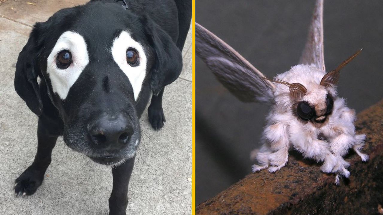 Čierny pes so svetlými škvrnami na tvári vedľa nadýchanej bielej mora s veľkými očami.