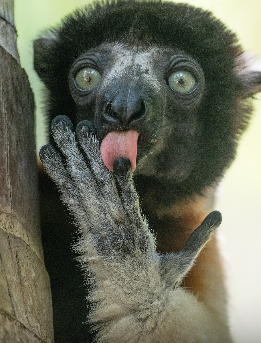 Lemur olizujúci si labu, so širokými očami, pózuje v prírode.
