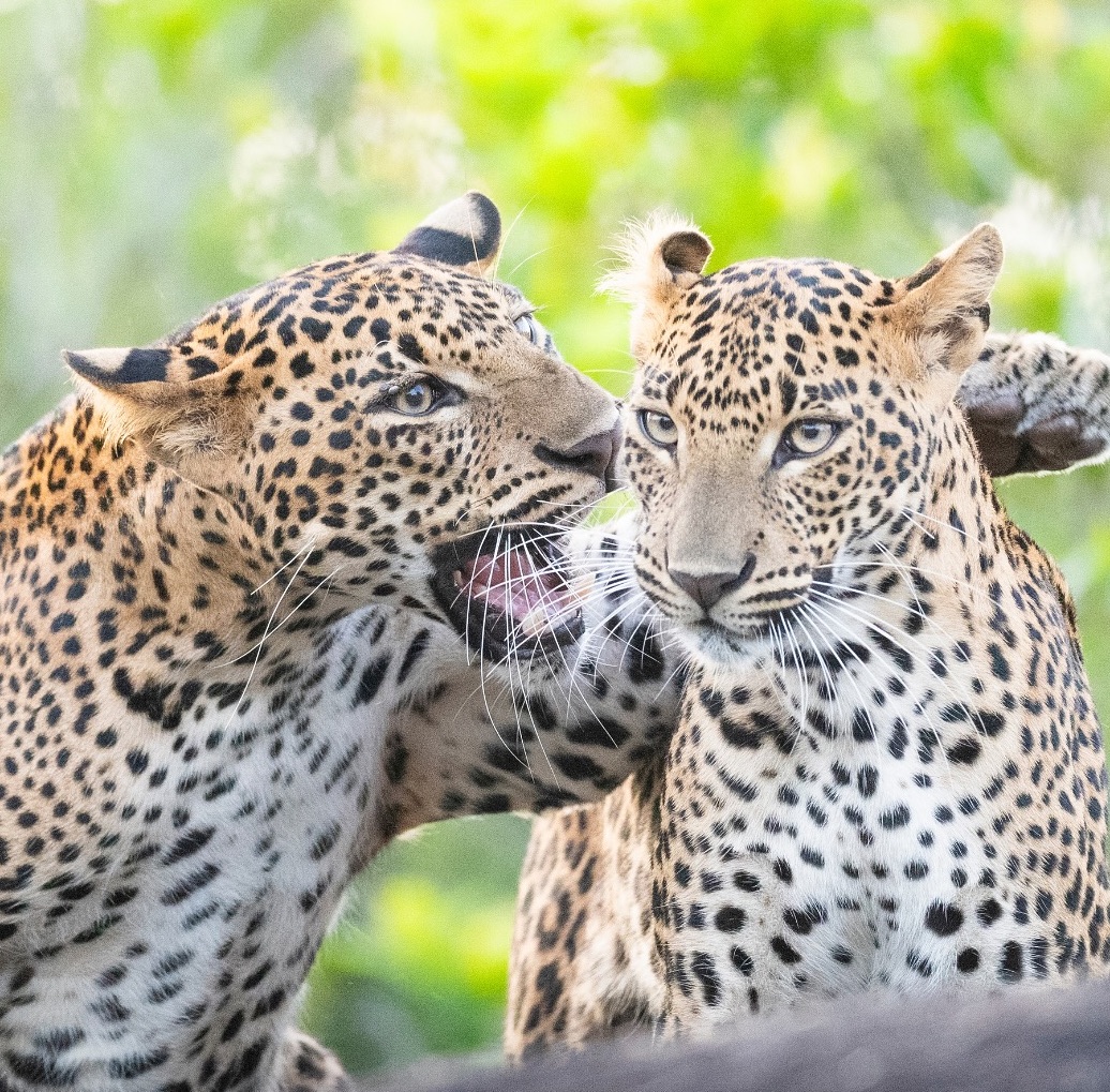 Dva leopardy v bujnej zeleni, jeden z nich so široko otvorenými ústami, komunikujú v prirodzenom prostredí.