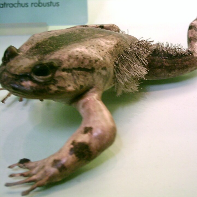 Žaba Trichobatrachus robustus s výraznými štetinami na zadných nohách, detailný záber na bledom pozadí.