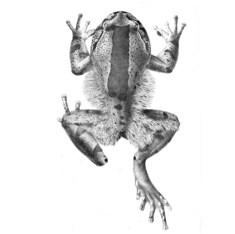 Žaba na bielom pozadí v unikátnej kresbe, zobrazená zhora s detailmi končatín a kože.