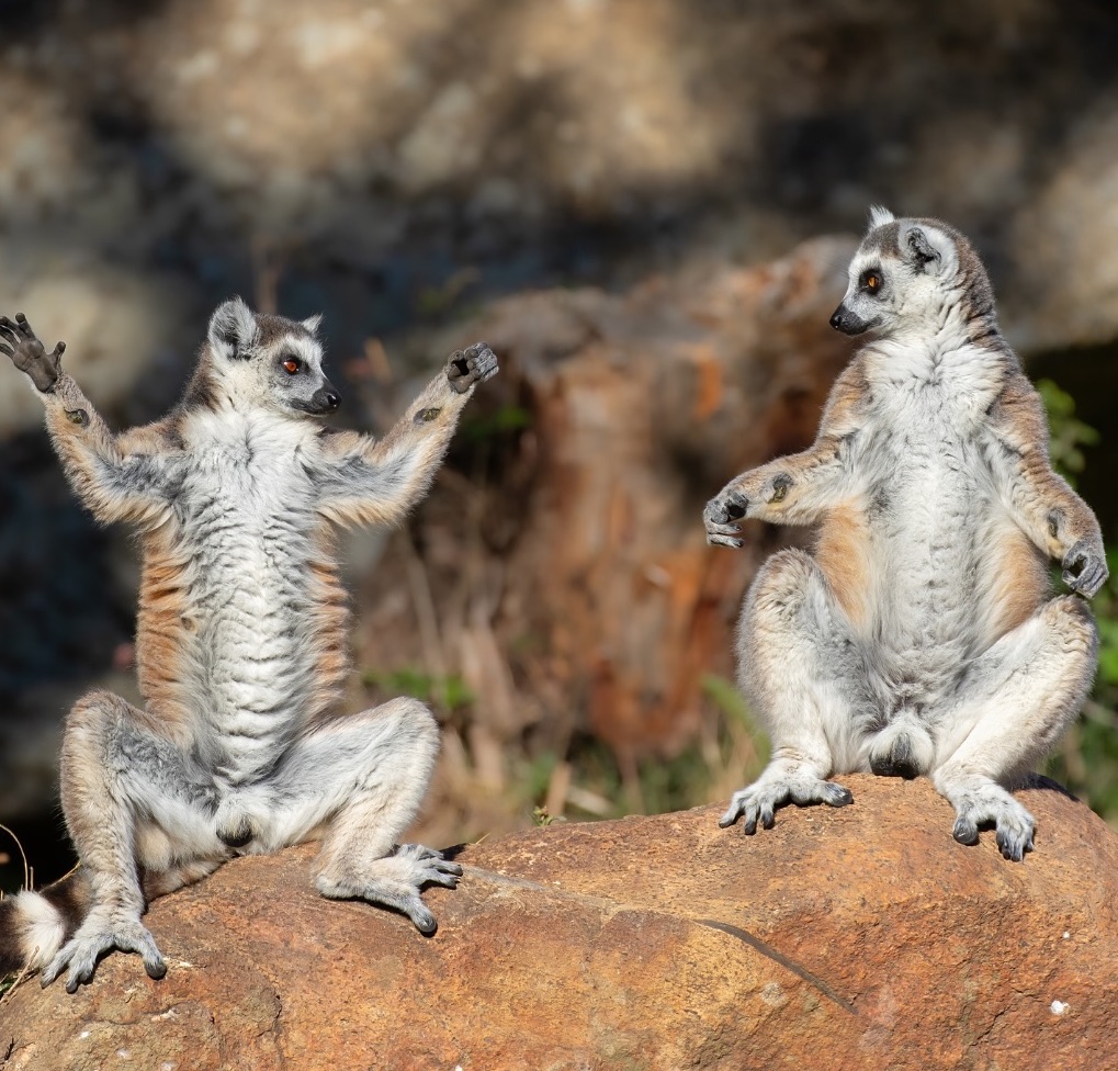 Dva lemury na slnečných skalách, jeden s rozpaženými rukami, druhý pozerá, prírodná scenéria.