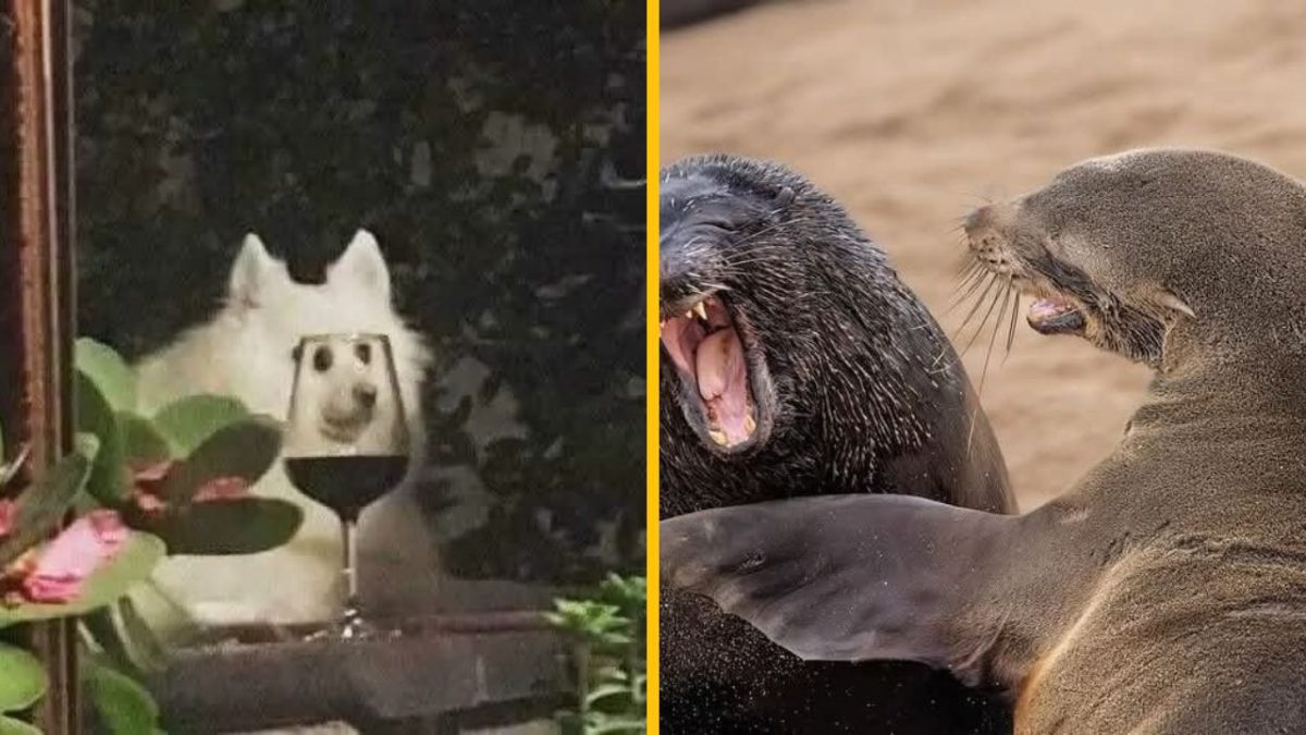 Pes za pohárom vína a veselé zvieratá zdieľajú úsmevný moment vtipného kontrastu na obrázku.