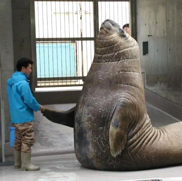 Muž v modrej bunde podáva ruku veľkému tuleňovi v miestnosti so zamrežovaným oknom.