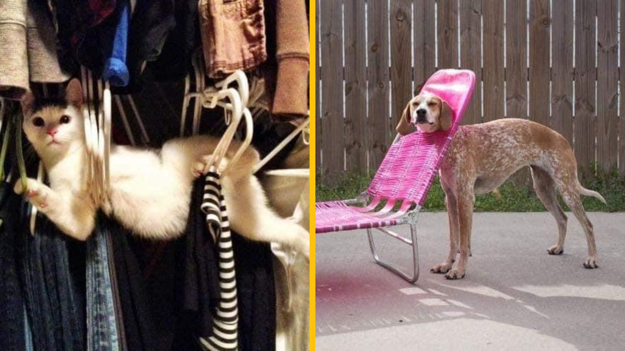 Mačka visí na vešiaku v skrini, zatiaľ čo pes sa tvári ako kreslo vonku.