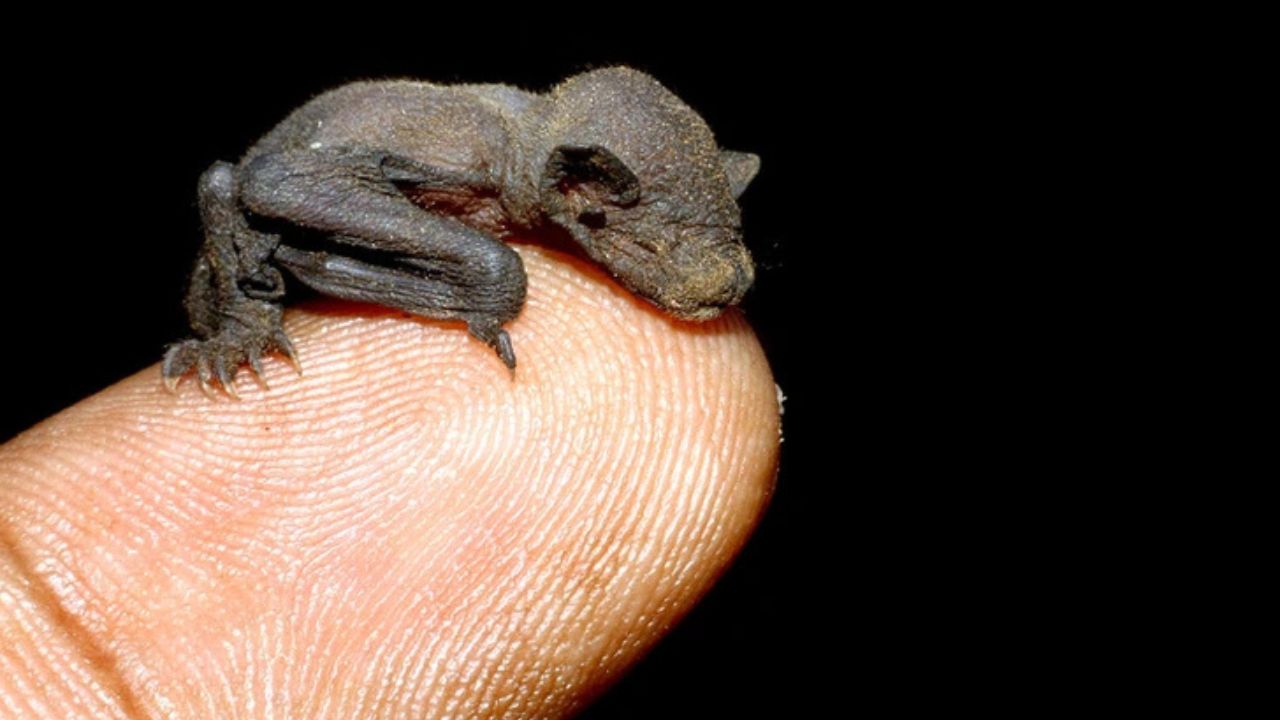 Drobný netopier na prste, detailný pohľad. Mláďa netopiera odpočívajúce na špičke ukazováka, čierne pozadie.