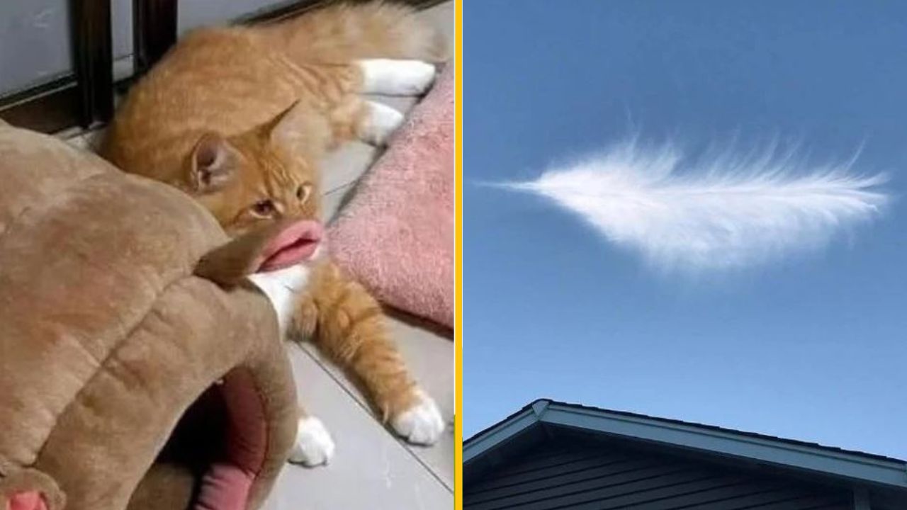 18 optických ilúzií zachytených náhodou a bez použitia Photoshopu