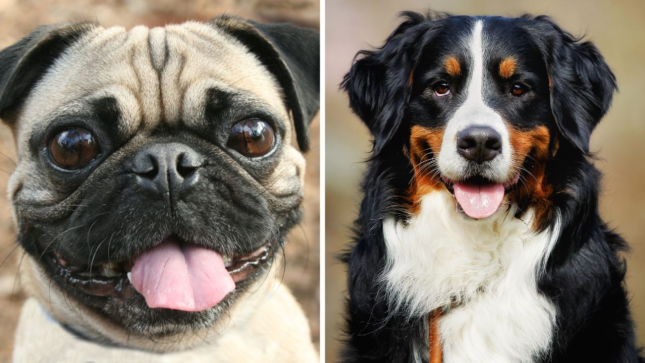 Kvíz: Milujete psov? Tak otestujte, či ich naozaj všetkých poznáte podľa výzoru