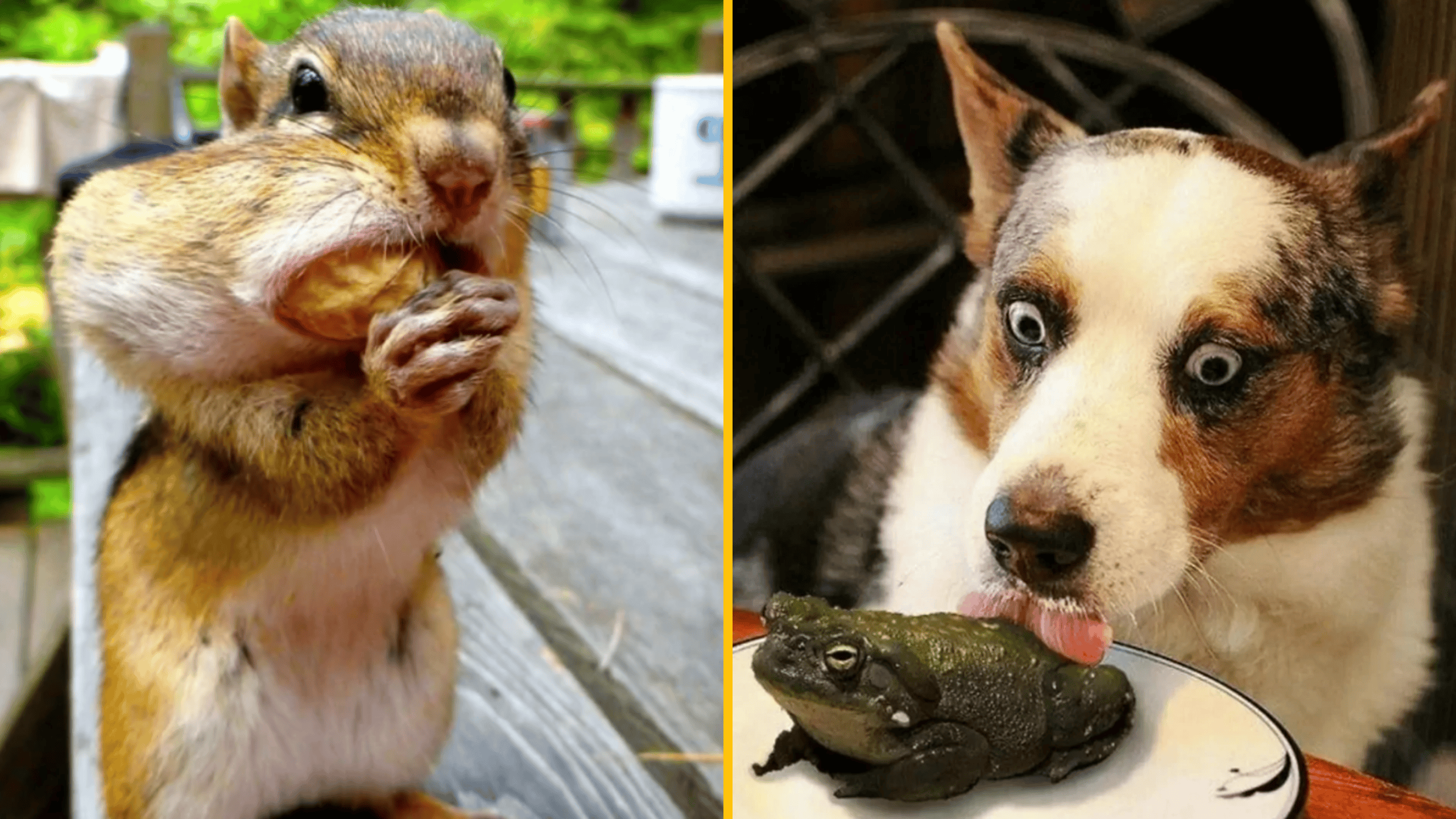 15 zvieratiek, ktoré šíria takú pozitívnu energiu, že vám okamžite zlepšia deň #2