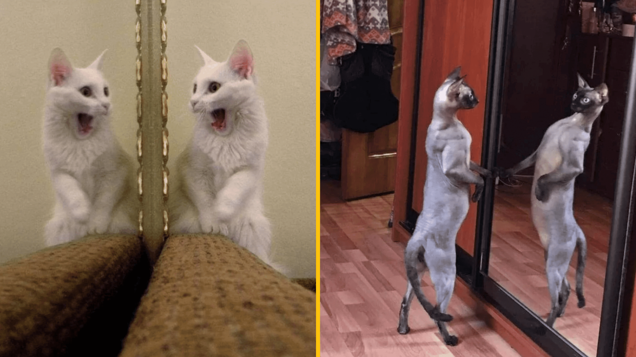 10+ fotografií, ktoré dokazujú, že mačky a zrkadlá sú zábavná kombinácia