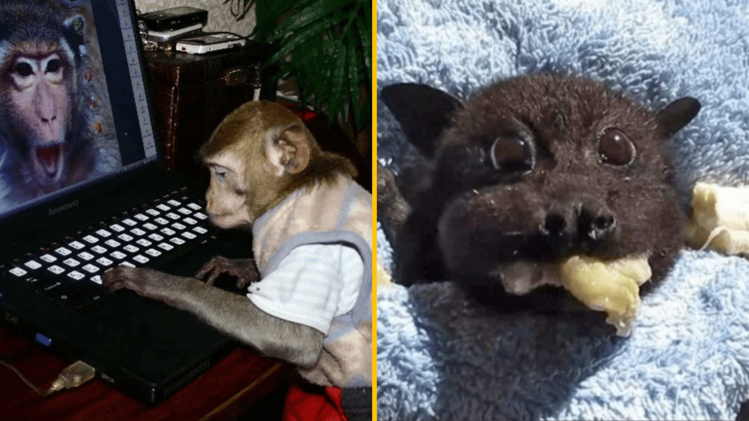 13 dôvodov, prečo začať týždeň s dobrou náladou