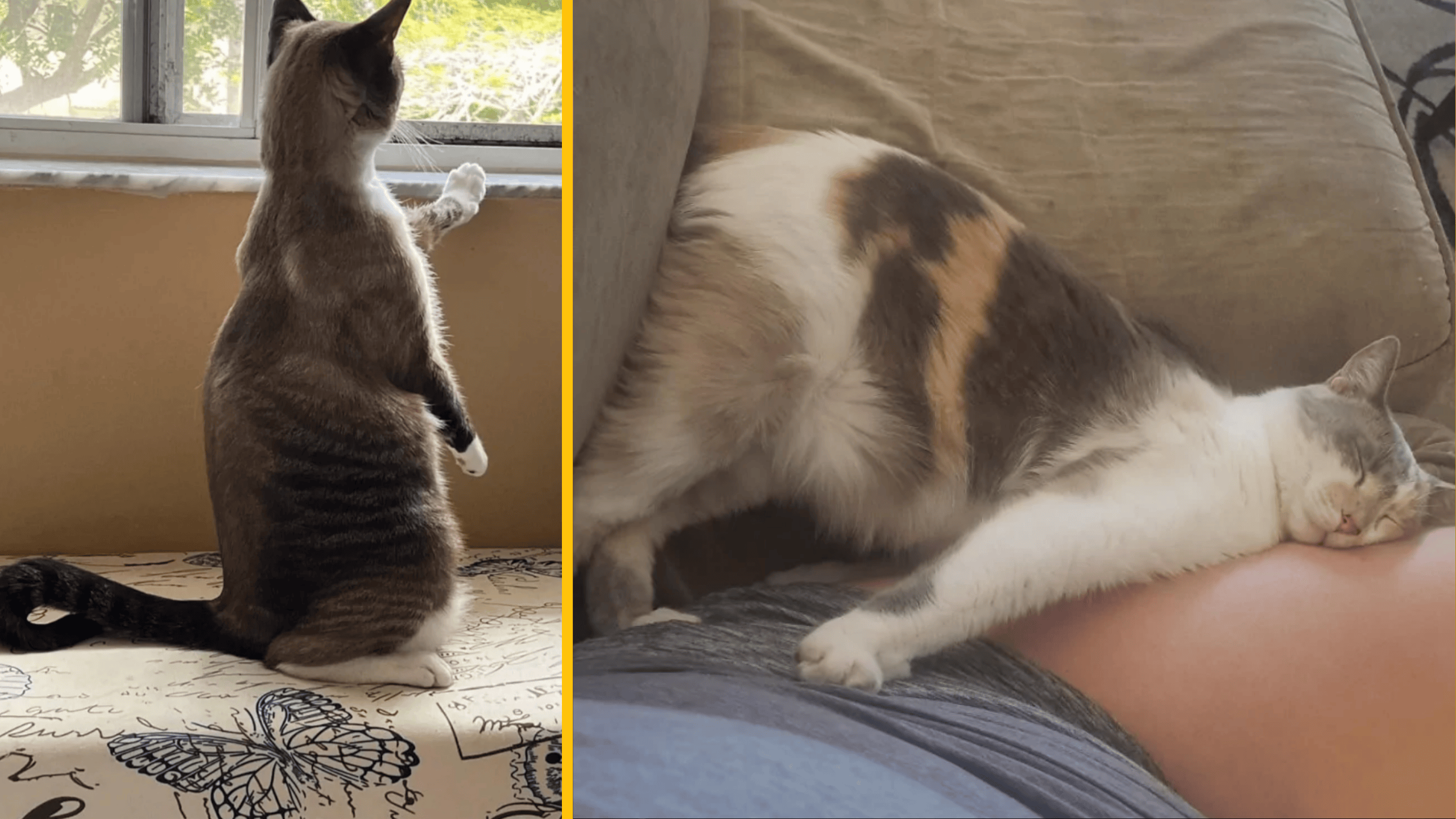 13 mačacích póz, ktoré sú vtipnejšie ako akýkoľvek mém