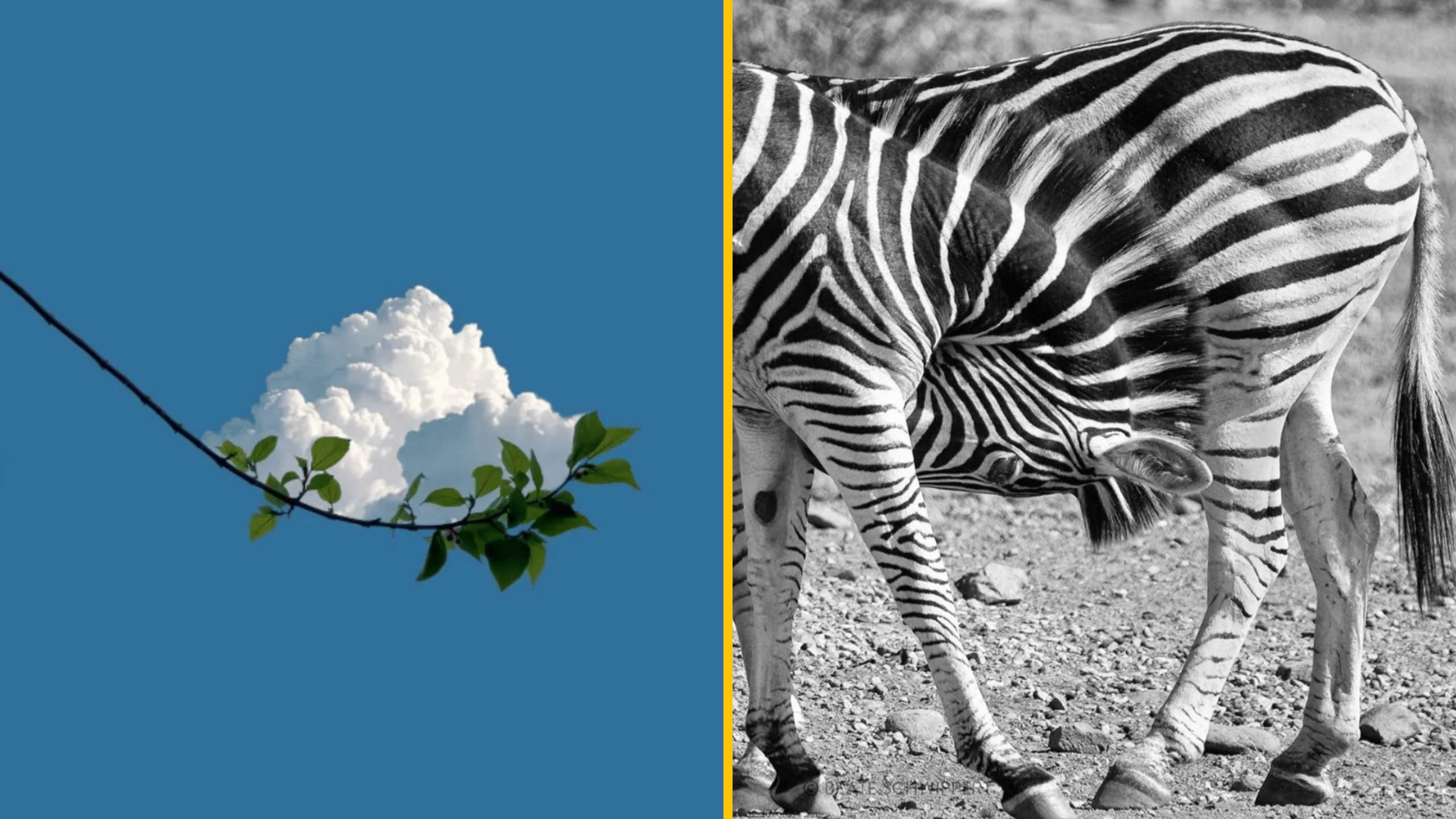 13 príkladov bezchybnej harmónie premenenej na umenie