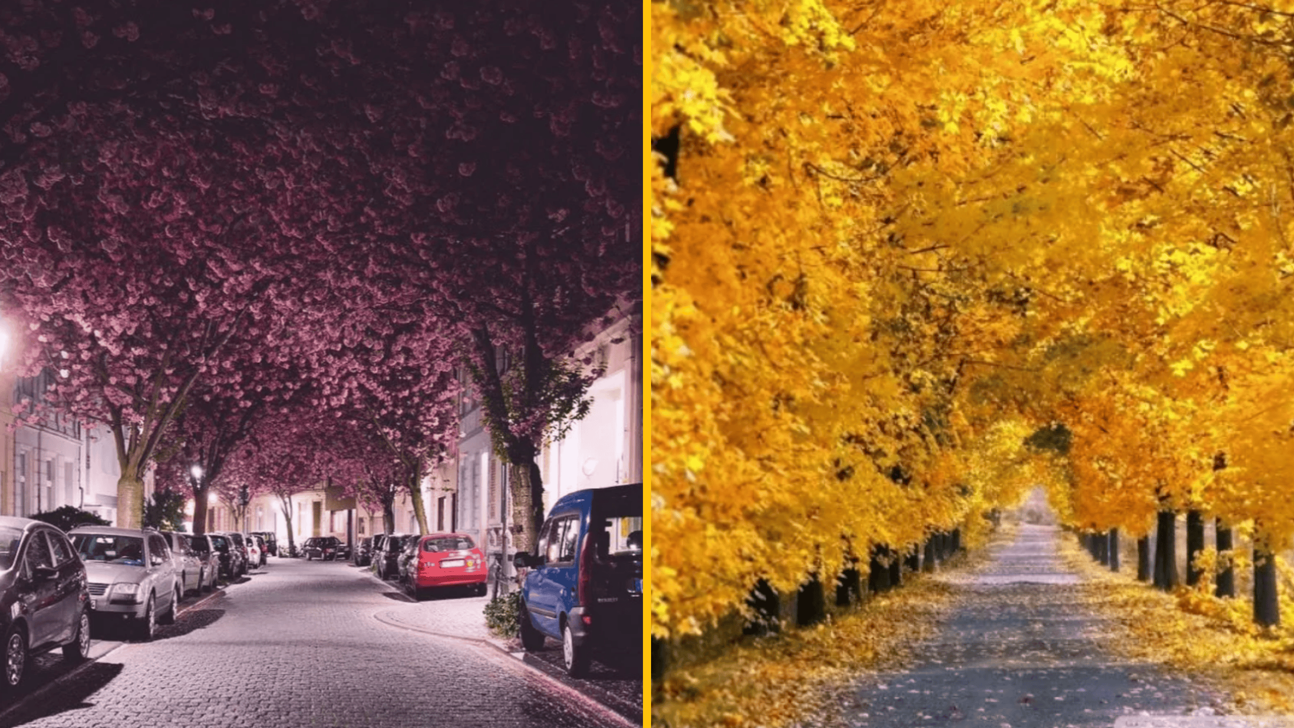 12 stromov tak jedinečných a krásnych, že vyzerajú ako vymyslené