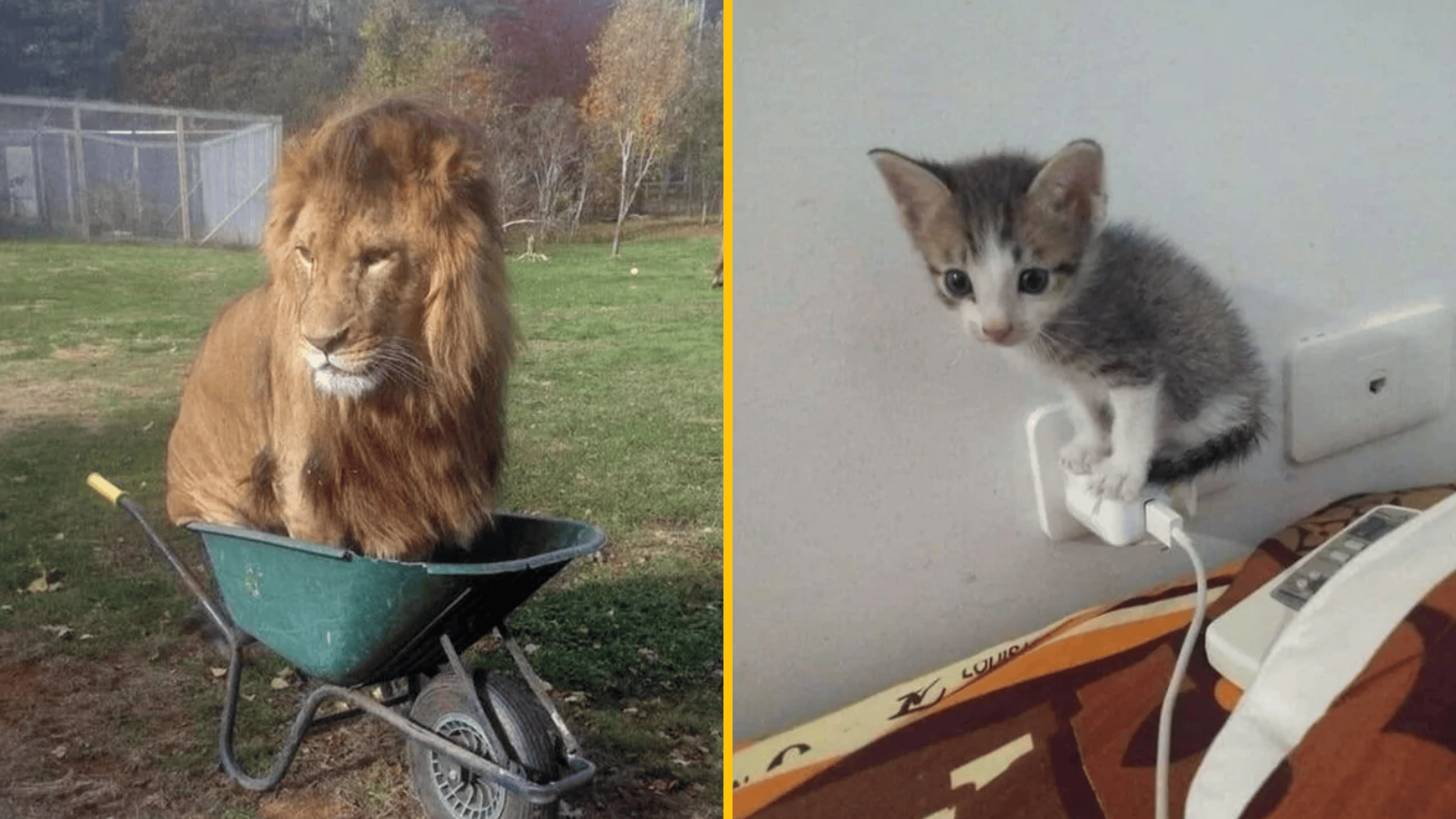 13 dôkazov, že mačky si vedia urobiť pohodlie úplne všade