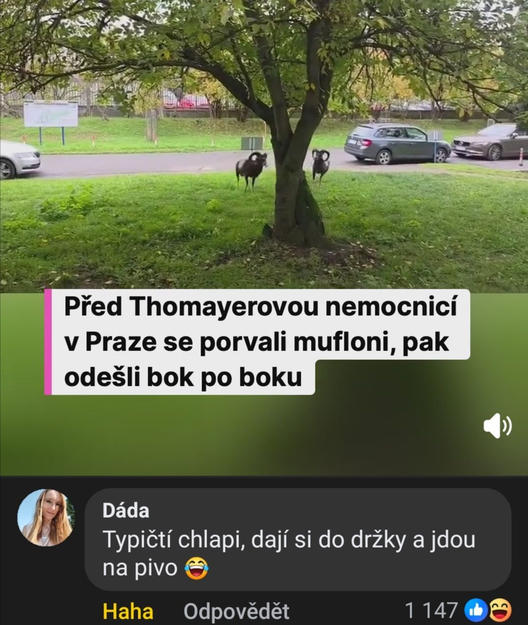 Muflóni pred nemocnicou v Prahe po šarvátke pokojne odchádzajú pod stromom. Zábavná diskusia k incidentu.