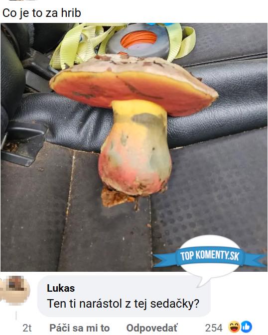 Hríb na čiernom sedadle auta s vtipným komentárom „Ten ti narástol z tej sedačky?“.