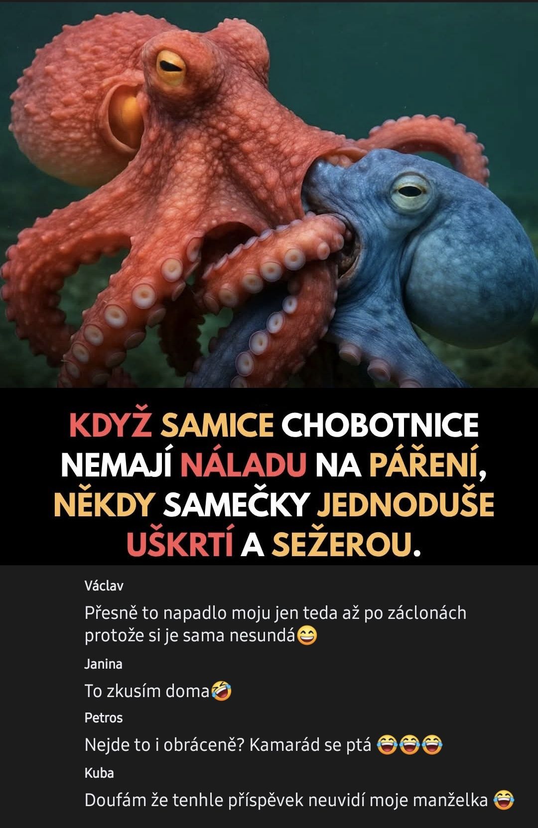 Dve chobotnice, oranžová a modrá, spolu v oceáne. Text s vtipnými komentármi o správaní sa chobotníc.