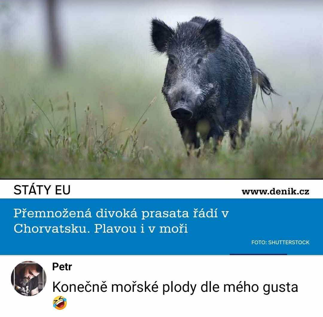 Diviaky v Chorvátsku viditeľne narastajú svojimi aktivitami, podľa deniku.cz plávajú aj v mori.