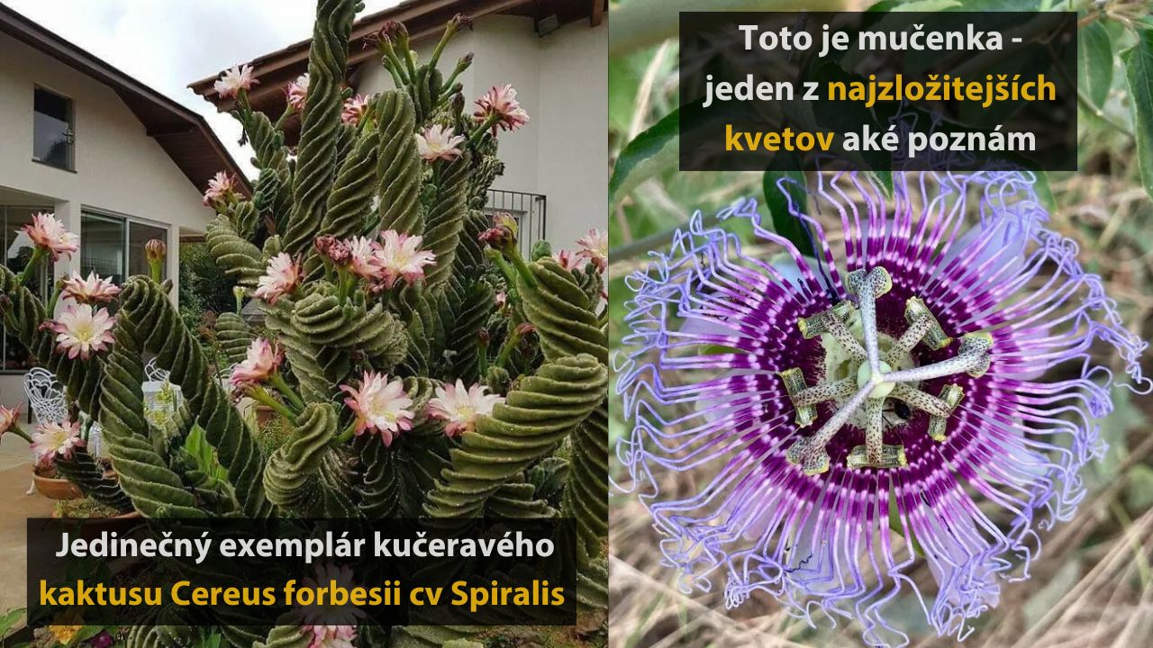 10 krásnych a jedinečných kvetov, ktoré ste pravdepodobne nikdy nevideli, 1.časť