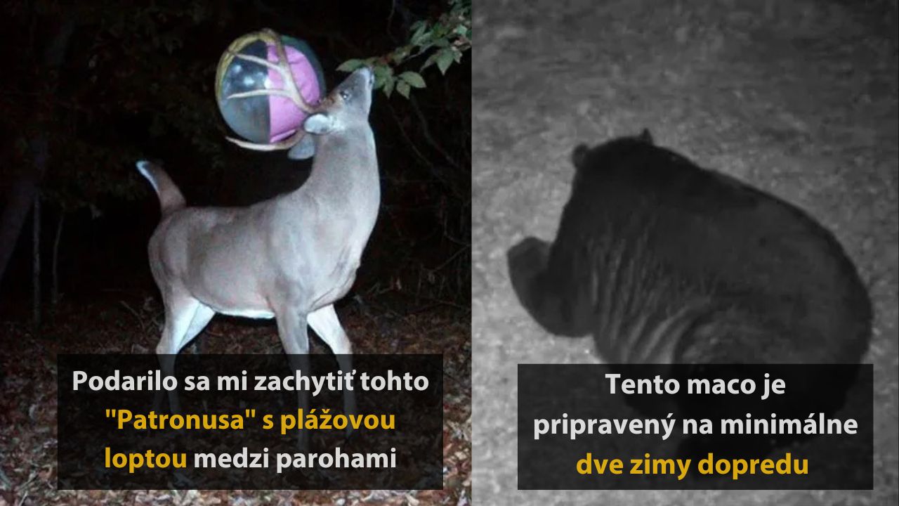 10 vtipných fotografií zvierat, ktoré zachytili fotopasce, 5.časť