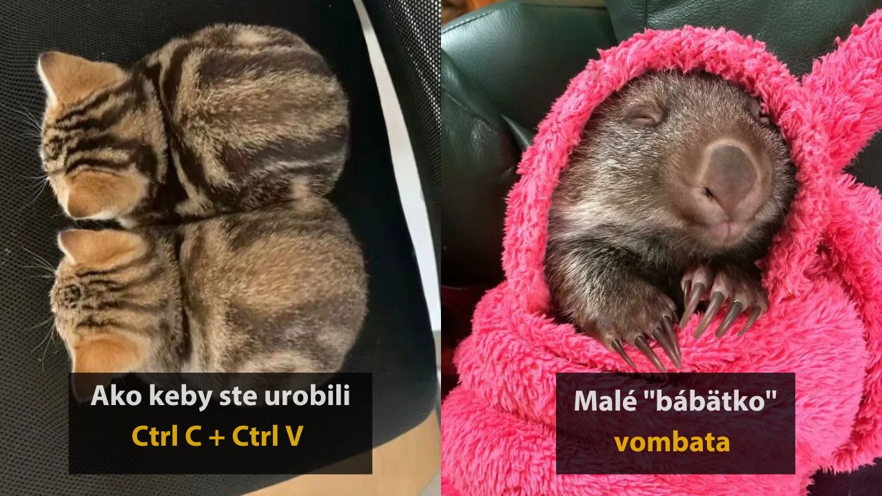 Najroztomilejšie mláďatá zvierat, ktoré musíte vidieť, 2.časť