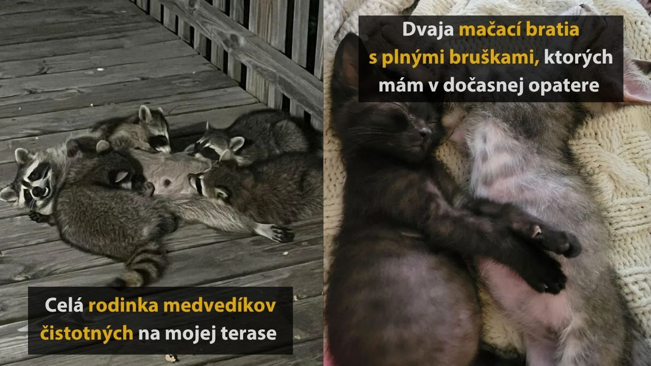 Najroztomilejšie mláďatá zvierat, ktoré musíte vidieť, 4.časť