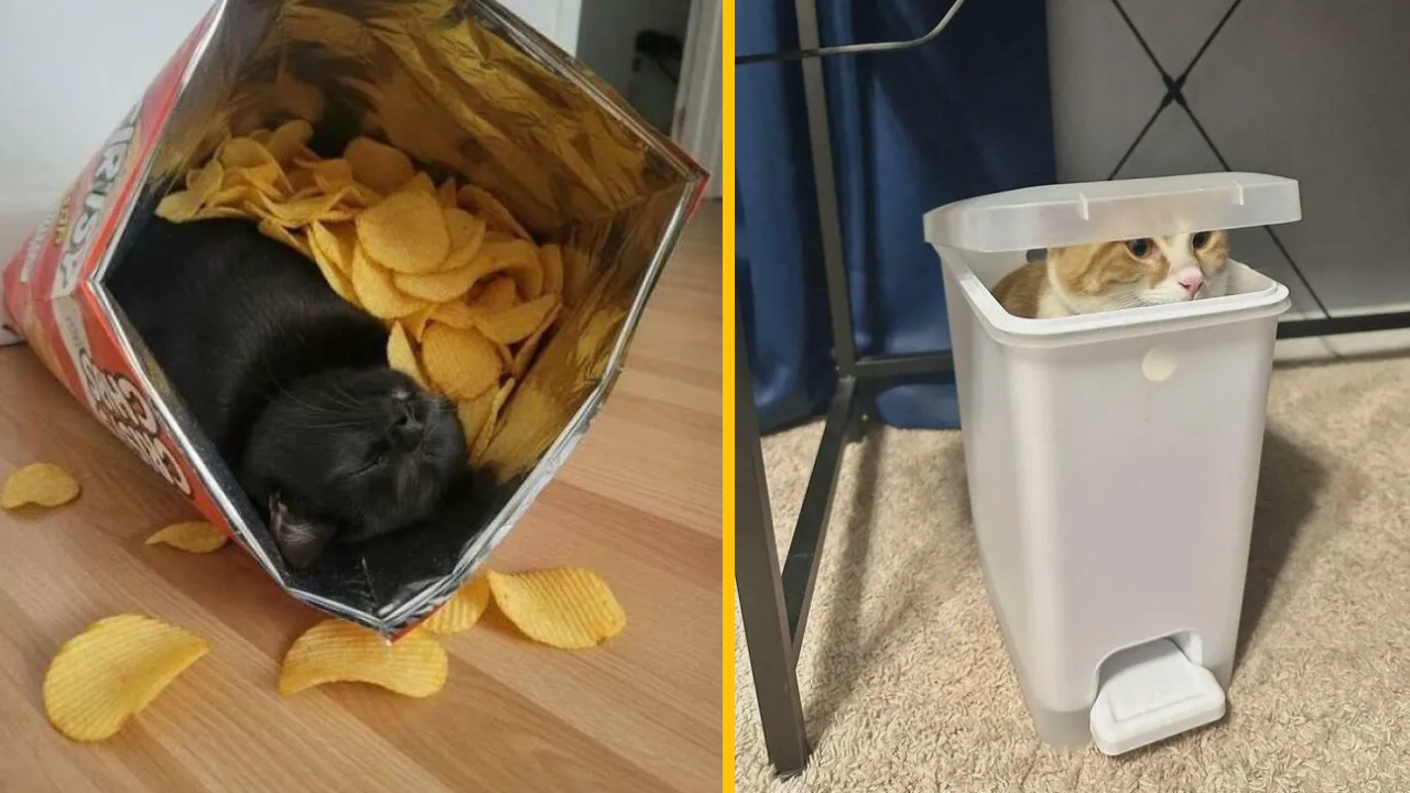 12 mačiek, ktoré sa cítia pohodlne aj na tých najnepohodlnejších miestach #2