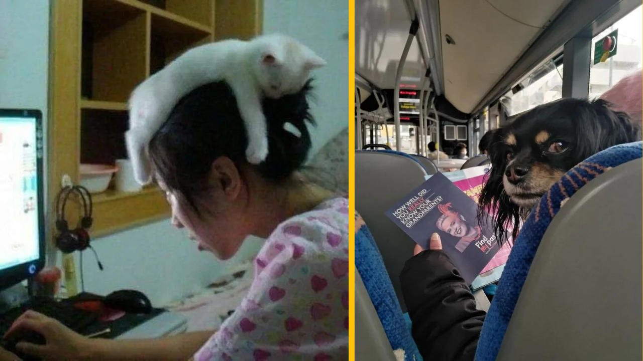 15 zábavných zvieracích fotiek, ktoré vám zlepšia deň