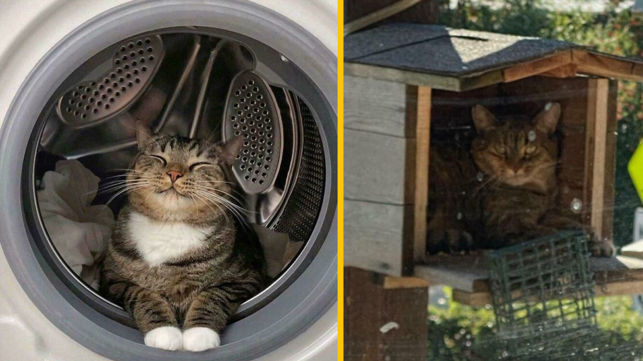 12 vtipných situácií, kedy sa mačky objavili na nečakaných miestach