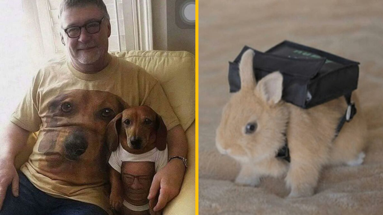 15 rozkošných a úsmevných zvieracích fotiek