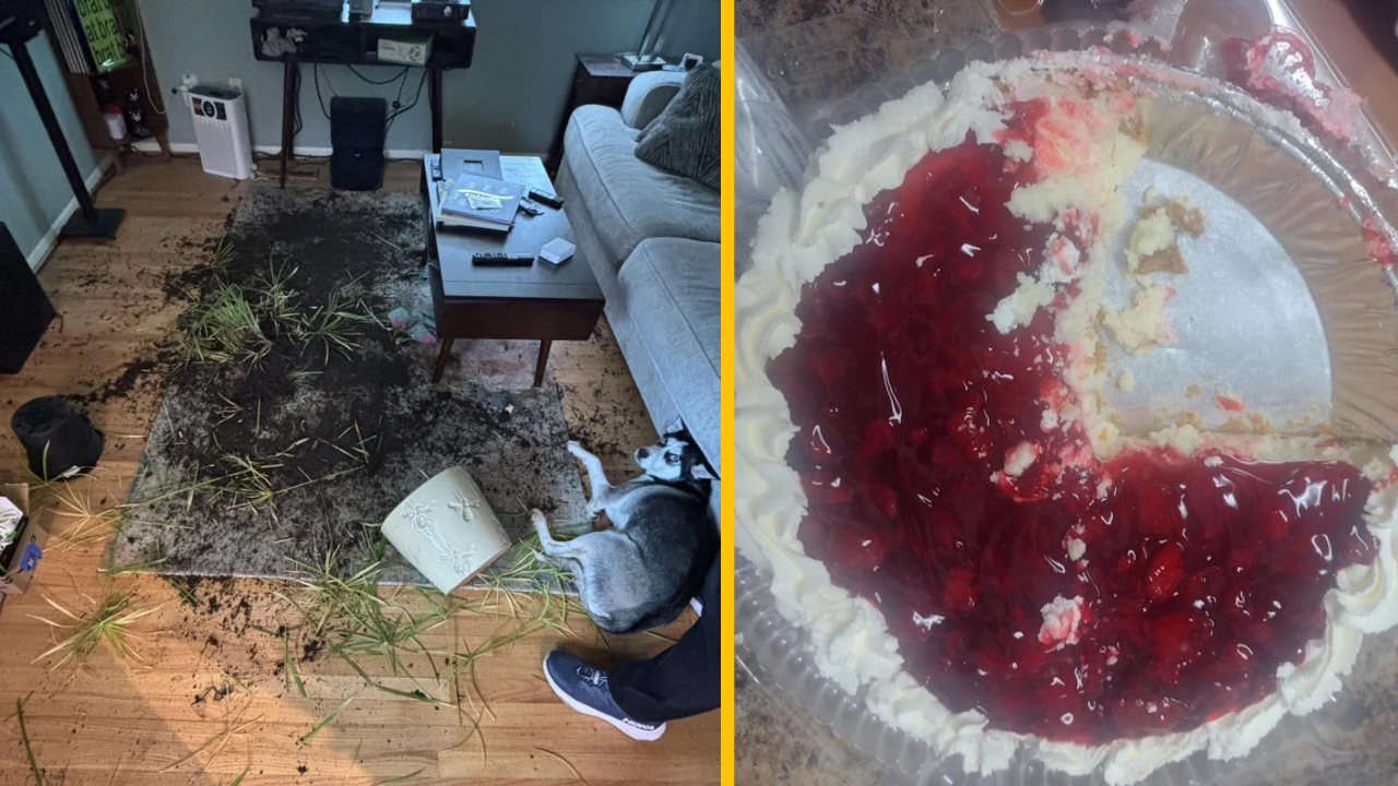 15 prípadov, kedy sa situácia pokazila