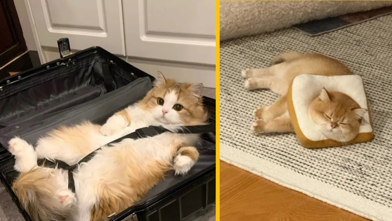 14 zábavných fotiek, v ktorých hlavnú úlohu hrajú mačky (1. časť)