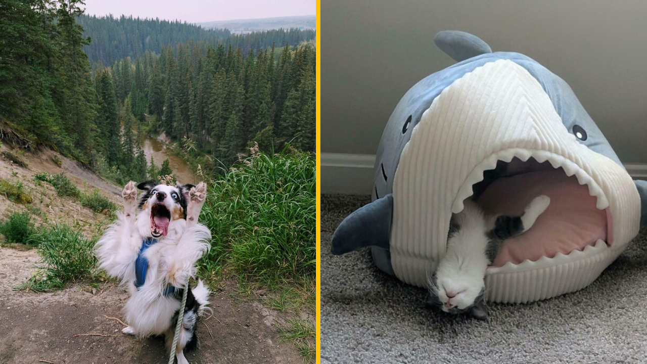 20 fotiek rôznych zvierat, ktoré vám zlepšia deň