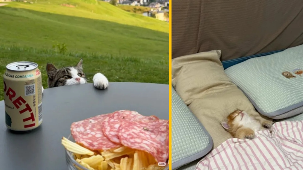 14 zábavných fotiek, v ktorých hlavnú úlohu hrajú mačky (2. časť)