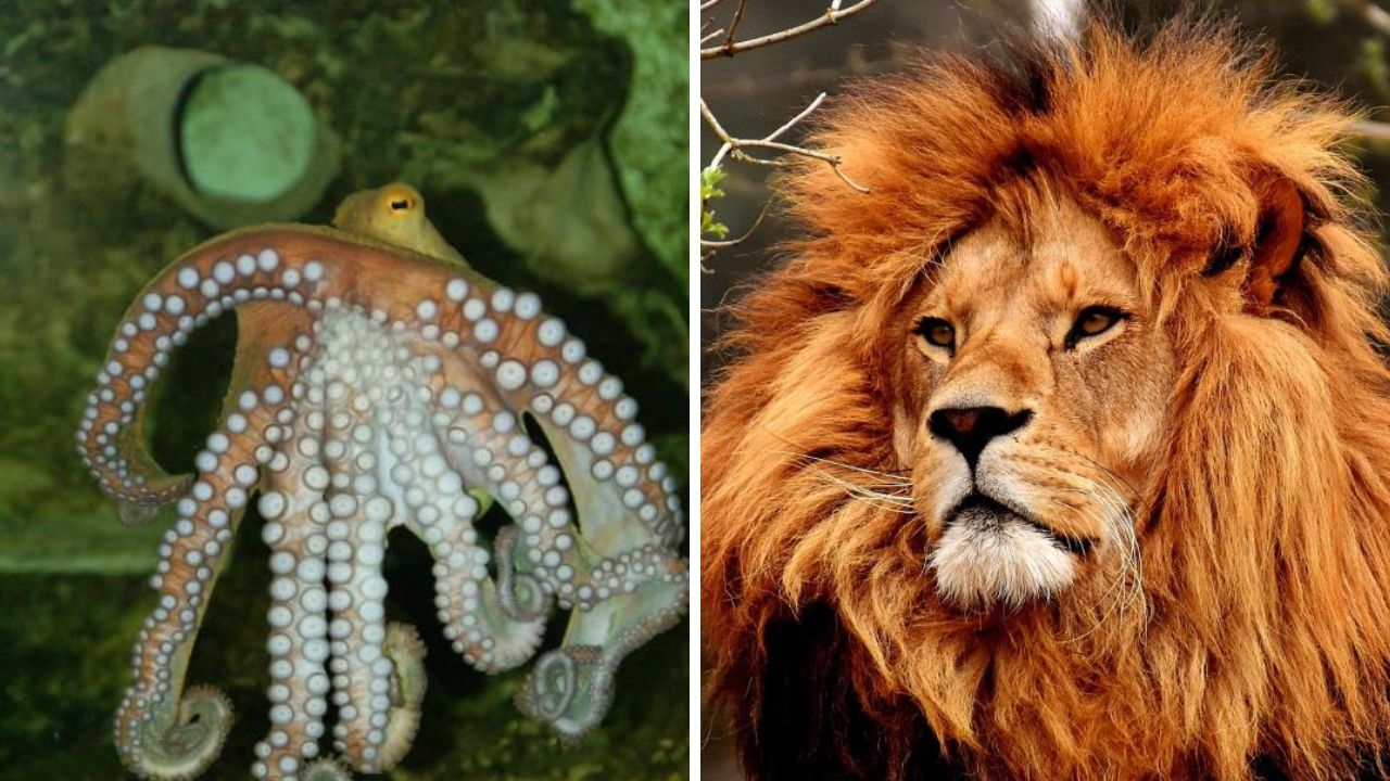 Koľko vieš o zvieratách? Tento kvíz ti to ukáže!