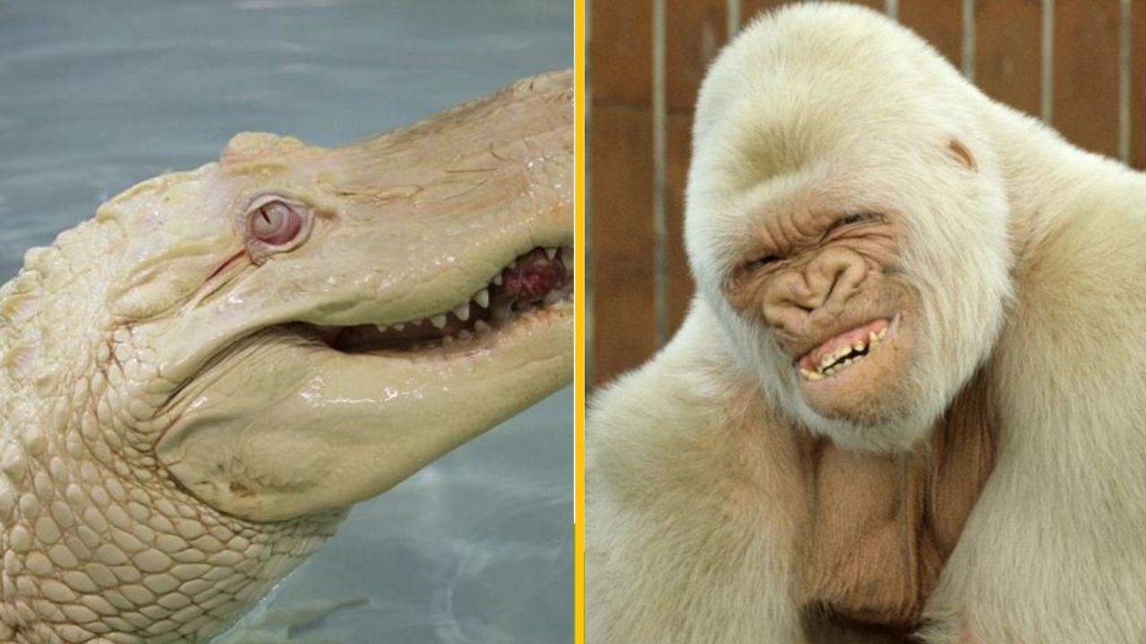 15 albínskych zvierat, ktoré obohacujú krásu našej planéty