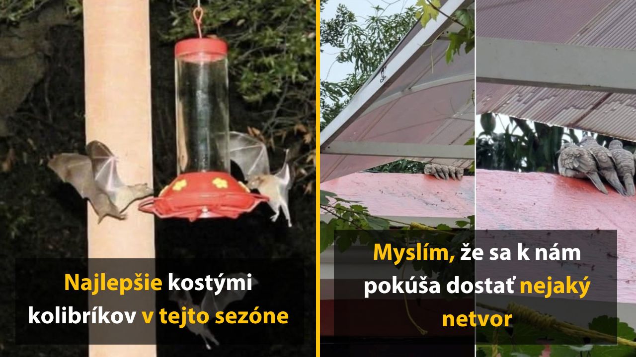 9 najlepších meme vtipov z strašidelného sveta zvierat